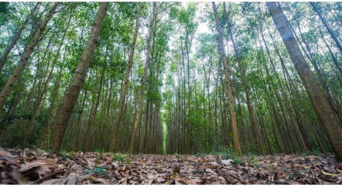 Nghị quyết quy định chính sách về phát triển rừng bền vững giai đoạn 2021-2025