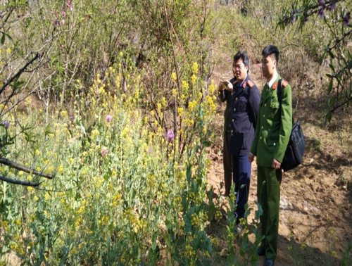 Thu giữ 150 cây thuốc phiện tại xã Phăng Xô Lin, huyện Sìn Hồ