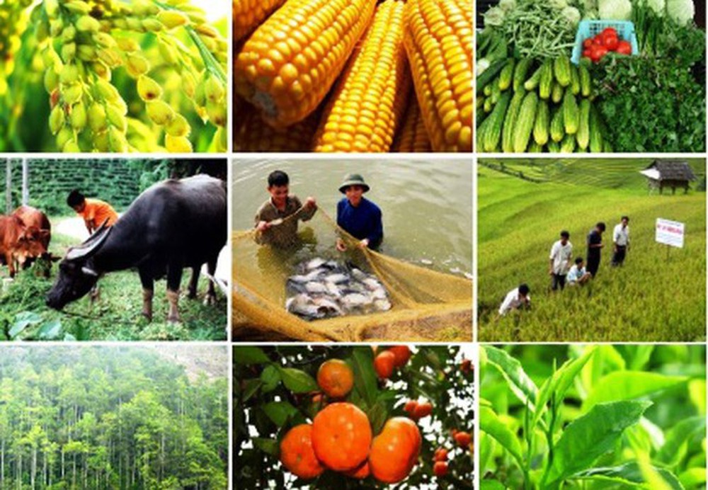 23 sản phẩm, hàng hóa nông sản có thế mạnh của tỉnh Lai Châu